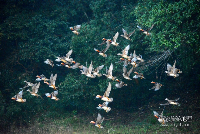 進入初冬，大批野生鴛鴦陸續(xù)飛抵江西婺源縣賦春鎮(zhèn)鴛鴦湖越冬，小精靈們在湖面上或相互依偎、卿卿我我；或隨波逐流、嬉戲打鬧，悠閑自在生活在青山綠水之間，優(yōu)良的水域和豐富的湖畔闊葉林，為鴛鴦過冬提供良好生存環(huán)境，婺源鴛鴦湖已成為亞洲最大的野生鴛鴦越冬棲息地。（攝于12月4日下午）