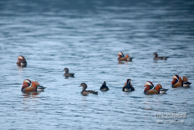 進入初冬，大批野生鴛鴦陸續(xù)飛抵江西婺源縣賦春鎮(zhèn)鴛鴦湖越冬，小精靈們在湖面上或相互依偎、卿卿我我；或隨波逐流、嬉戲打鬧，悠閑自在生活在青山綠水之間，優(yōu)良的水域和豐富的湖畔闊葉林，為鴛鴦過冬提供良好生存環(huán)境，婺源鴛鴦湖已成為亞洲最大的野生鴛鴦越冬棲息地。（攝于12月4日下午）